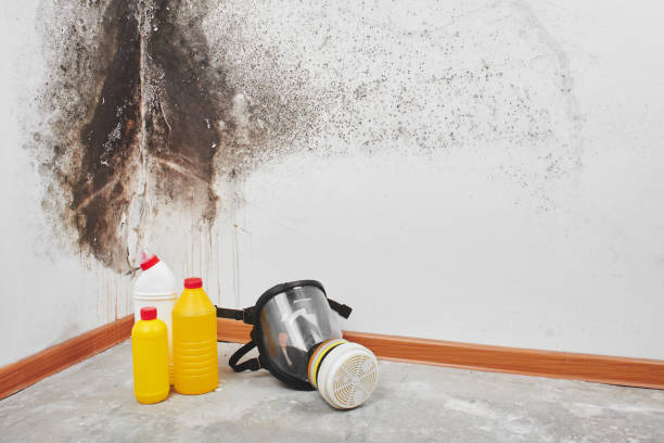 Best Attic Mold Removal  in Gloster, MS