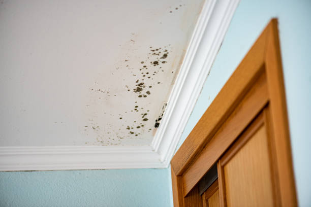Best Same-Day Mold Removal  in Gloster, MS