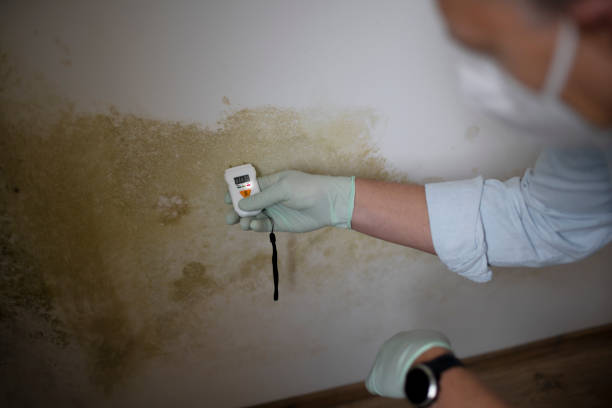 Best Toxic Mold Removal  in Gloster, MS