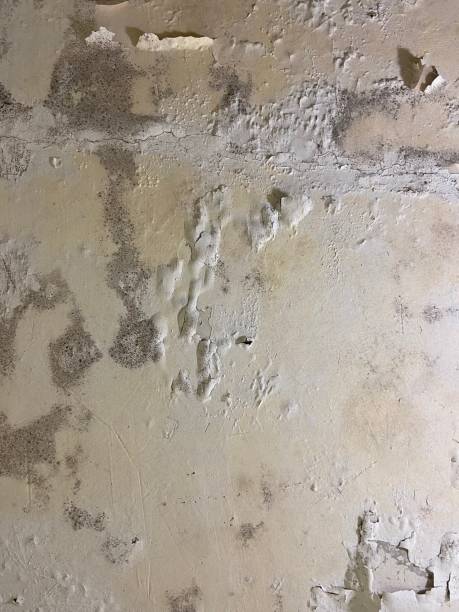 Best Same-Day Mold Removal  in Gloster, MS