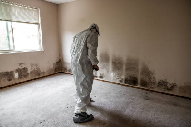 Best Fast Mold Removal  in Gloster, MS