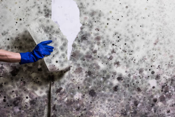 Best Commercial Mold Removal  in Gloster, MS